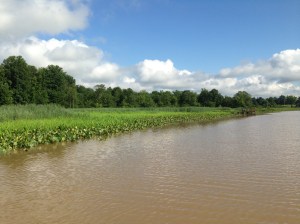 Jug Bay Wetlands Restoration deals with restoring the presence of wild rice.